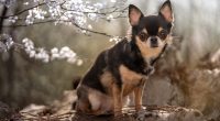 Man Busted For Animal Cruelty So Extreme That Cop Said He Had To Gather Himself