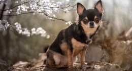 Man Busted For Animal Cruelty So Extreme That Cop Said He Had To Gather Himself
