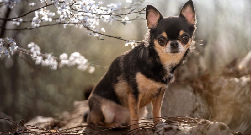 Man Busted For Animal Cruelty So Extreme That Cop Said He Had To Gather Himself