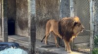 Oregon Roadside Zoo Owner Arrested After Drugs, Guns Were Seized In Criminal Investigation