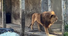 Oregon Roadside Zoo Owner Arrested After Drugs, Guns Were Seized In Criminal Investigation