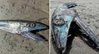 Prehistoric-looking fish washes up on West Coast beach