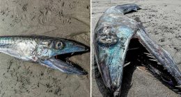 Prehistoric-looking fish washes up on West Coast beach