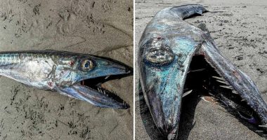 Prehistoric-looking fish washes up on West Coast beach