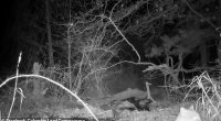 A bobcat was spotted on a trail camera and shared by the Columbia Land Conservancy in New York