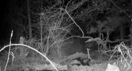 A bobcat was spotted on a trail camera and shared by the Columbia Land Conservancy in New York
