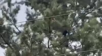 The clip shows the small bear clinging to a pine tree while a man stand behind it before tossing the animal to the ground