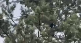 The clip shows the small bear clinging to a pine tree while a man stand behind it before tossing the animal to the ground