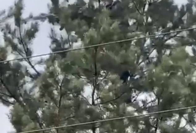 The clip shows the small bear clinging to a pine tree while a man stand behind it before tossing the animal to the ground