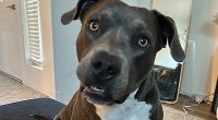 Statewide Dangerous Dog Registry Now Depends on DeSantis Signature