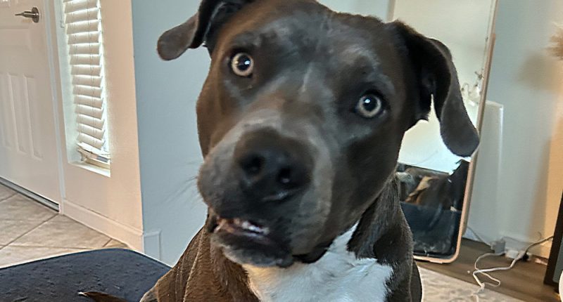 Statewide Dangerous Dog Registry Now Depends on DeSantis Signature