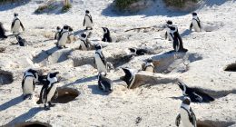 The African Penguin May Be Extinct by 2035