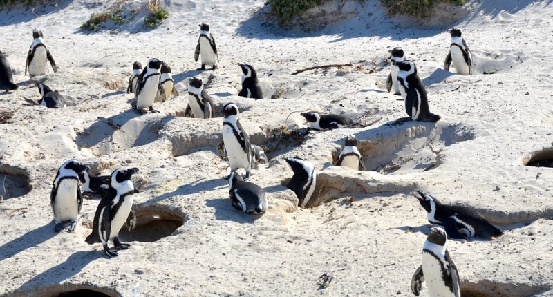 The African Penguin May Be Extinct by 2035