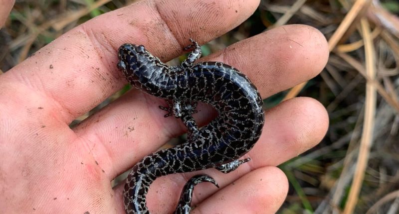 To Protect Florida’s Environment, Conservation Is Cheaper Than Restoration