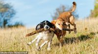 Although dog's commonly love activities that involved chasing and chewing sticks, a registered pet nurse has issued a new caution advising against the activity. 'They are not a suitable toy for your dog's to play with,' Jade said.