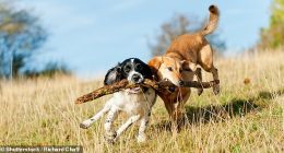 Although dog's commonly love activities that involved chasing and chewing sticks, a registered pet nurse has issued a new caution advising against the activity. 'They are not a suitable toy for your dog's to play with,' Jade said.