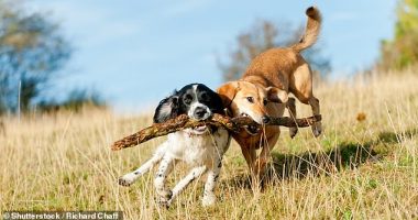 Although dog's commonly love activities that involved chasing and chewing sticks, a registered pet nurse has issued a new caution advising against the activity. 'They are not a suitable toy for your dog's to play with,' Jade said.
