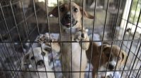 When It Comes to Animal Cruelty, DeSantis Delivers