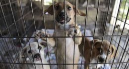When It Comes to Animal Cruelty, DeSantis Delivers