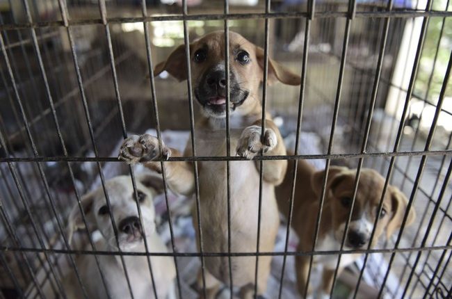 When It Comes to Animal Cruelty, DeSantis Delivers