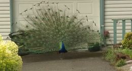 ‘Bock, bock, bock you next:’ Confrontation with men harassing peacocks leads to shooting and prison sentence