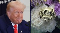 ‘Threatens to destroy’: Trump admin sued over move to ‘unleash’ commercial fishing in protected marine areas