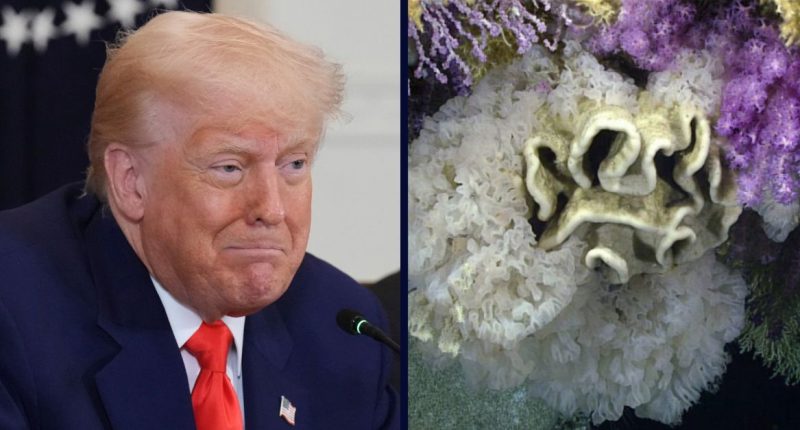 ‘Threatens to destroy’: Trump admin sued over move to ‘unleash’ commercial fishing in protected marine areas