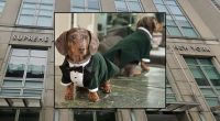 'Immediate family': Judge rules that a woman who witnessed her son's dog being mowed down by 'monster' driver can sue for emotional damages