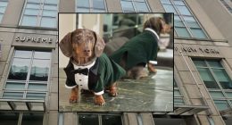 'Immediate family': Judge rules that a woman who witnessed her son's dog being mowed down by 'monster' driver can sue for emotional damages