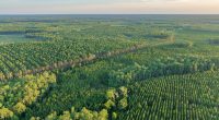 $118 Million Buy of 76,000 Acres for Preservation in North Florida Approved