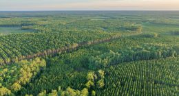 $118 Million Buy of 76,000 Acres for Preservation in North Florida Approved
