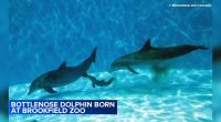 4-day-old Bottlenose dolphin suddenly dies at Brookfield Zoo Chicago