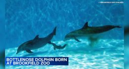 4-day-old Bottlenose dolphin suddenly dies at Brookfield Zoo Chicago