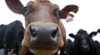 Ag Secretary Jumps Into Fight for NJ Family Farm