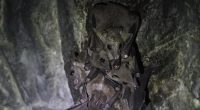 An alarming 20 new bat viruses have been detected in China with fears raised it could be spread to humans and livestock and reach Australia (stock image)