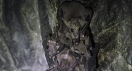 An alarming 20 new bat viruses have been detected in China with fears raised it could be spread to humans and livestock and reach Australia (stock image)