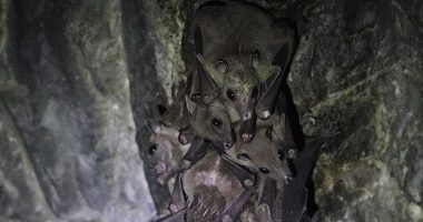 An alarming 20 new bat viruses have been detected in China with fears raised it could be spread to humans and livestock and reach Australia (stock image)
