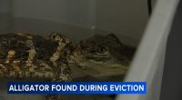 Alligator, husky left in Philadelphia home during eviction process