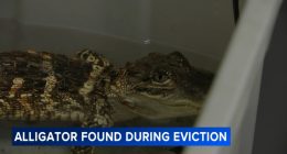 Alligator, husky left in Philadelphia home during eviction process
