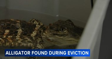 Alligator, husky left in Philadelphia home during eviction process