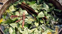An American tourist has died after taking ayahuasca  in the Peruvian Amazon