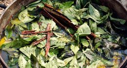 An American tourist has died after taking ayahuasca  in the Peruvian Amazon