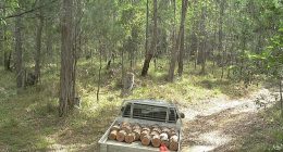 A wildlife camera captured a ute loaded with firewood inside a Queensland national park. Chopping down trees can bring huge fines, including dead trees which are fauna habitats