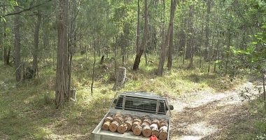 A wildlife camera captured a ute loaded with firewood inside a Queensland national park. Chopping down trees can bring huge fines, including dead trees which are fauna habitats
