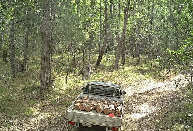 A wildlife camera captured a ute loaded with firewood inside a Queensland national park. Chopping down trees can bring huge fines, including dead trees which are fauna habitats