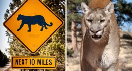 Arizona dog owner squares off against cougar who attacked him and his pooch twice, fatally shooting the  predator