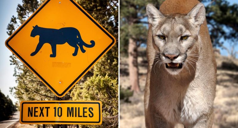 Arizona dog owner squares off against cougar who attacked him and his pooch twice, fatally shooting the  predator
