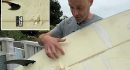 California surfer comes face to face with 10-foot shark after it tosses him from board: ‘I will not get away from this’