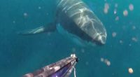 A spearfisher encountere a large great white shark near the Royal National Park (above)