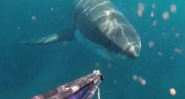 A spearfisher encountere a large great white shark near the Royal National Park (above)